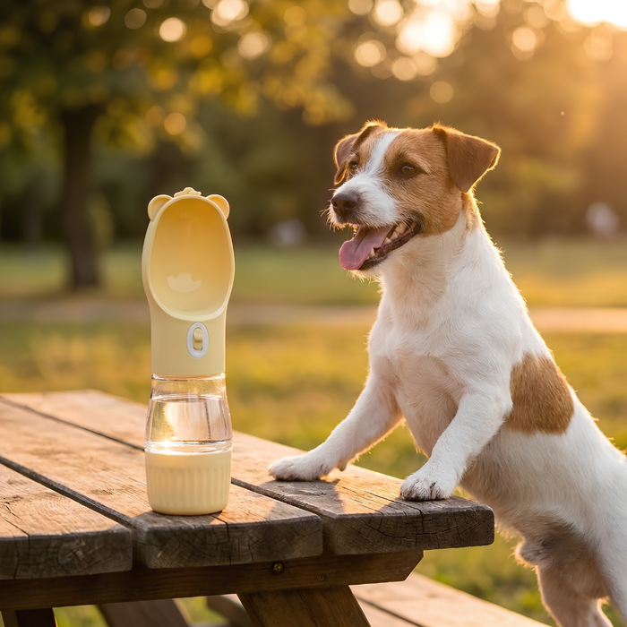 Corgi on a walk