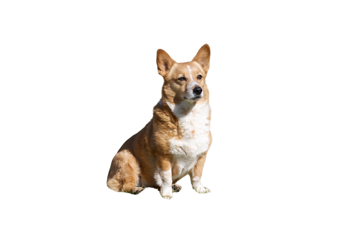 Miso
