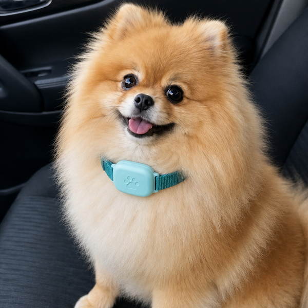 Biscuit